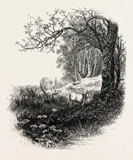 Historic British Culture Drucke: High Beech, Epping Forest, UK, britain, british, europe, united kingdom, great britain