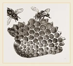 Honeycomb Structure Drucke: Part of Honey-comb