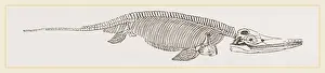 Natural History Museum Specimens Drucke: Ichthyosaurus