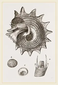 Nature Photography Gallery Drucke: Imperial Trochus