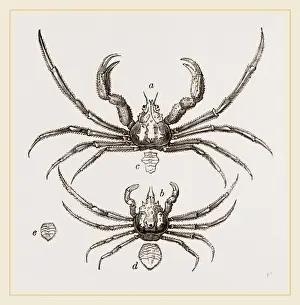 Nature Photography Gallery Drucke: Inachus Scorpio