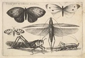 Sechs Insekten 1646 Radierung erste Zustand drei Platte.