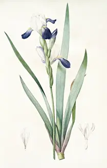 Iris amoena", "Iris hybrida"; "Iris agreable", "Bearded Iris", "Redoute", "Pierre Joseph, 1759-1840