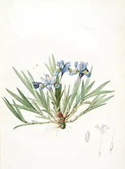Vintage Floral Art Drucke: Iris cristata, Iris a crete; Dwarf Crested Iris, Redoute, Pierre Joseph, 1759-1840