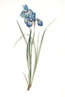 Classic Botanical Illustrations Drucke: Iris pratensis, Iris de Pres, Redoute, Pierre Joseph, 1759-1840, les liliacees, 1802