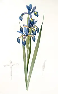 Gerahmter Druck : Iris spuria; Iris batarde (Redoute), Pierre Joseph von Sprengel und die Lilienarten', 'Pierre Joseph von Sprengel: Liliaceae. Die Familie der Lilien.