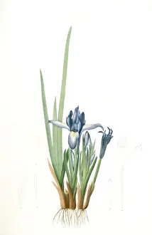 Japanese Iris Drucke: Iris triflora, Iris ensata; Iris a trois fleurs, Japanese Iris, Redoute, Pierre Joseph