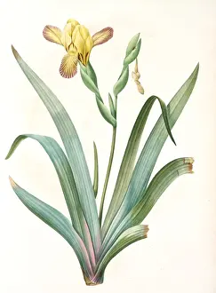 Classic Botanical Illustrations Drucke: Iris variegata, Iris panache, Variegated Iris; Variable Flower-du-luce, Redoute