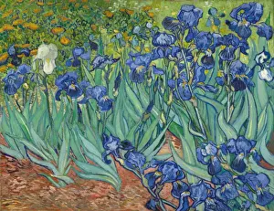 Vincent Van Gogh Masterpiece Drucke: Irises