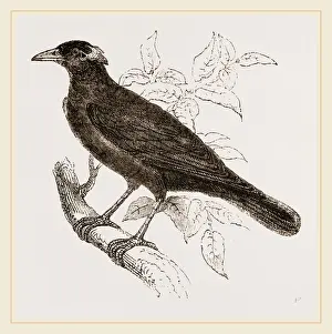 Nature Reserve Indonesia Drucke: Java Mino-Bird