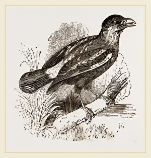Indonesian Nature Photography Drucke: Javanese Eurylaimus