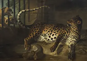 Jean-Baptiste Oudry Leopard Cage gegen zwei Mastiffs konfrontiert.