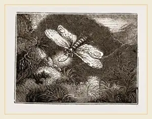 Gerahmter Druck : Lantern-Fly Gerahmter Druck : Lantern-Fly