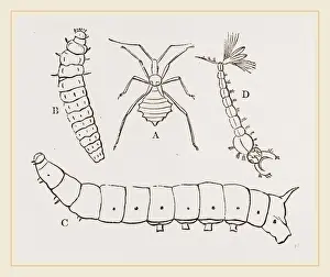 Insect Life Cycle Stages Drucke: Larvae of Insects