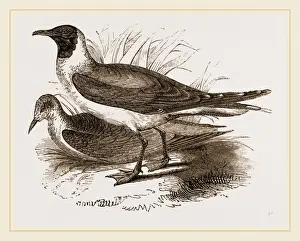 Gerahmter Druck : Gullentauchen Gerahmter Druck : Gullentauchen