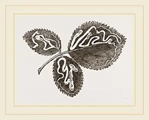 Natural History Museum Specimens Drucke: Leaves of Bramble mined