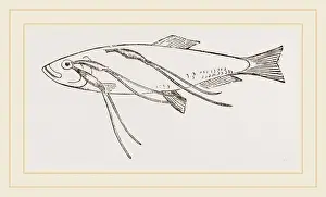 Nature Photography Collection Drucke: Lerneans on Sprat