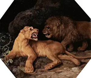 British Animal Paintings Drucke: Lion and Lioness Signed and dated, white, lower right: Geo Stubbs pinxit 1770