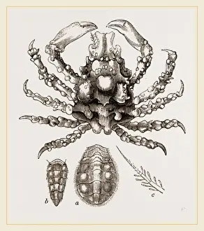 Nature Photography Gallery Drucke: Lissa chiragra