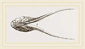 Natural History Museum Specimens Drucke: Lower Jaw of Plesiosaurus