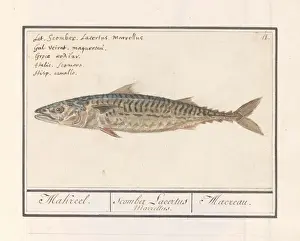 Bony Fish Illustrations Drucke: Mackerel Scomber scombrus Scomber Lacertus Marrellus