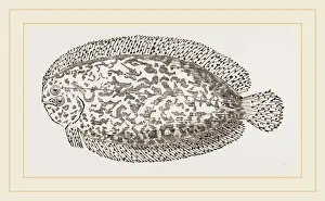 Natural History Of Fish Drucke: Marbled Sole