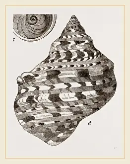 Natural History Museum Specimens Drucke: Marbled Turbo