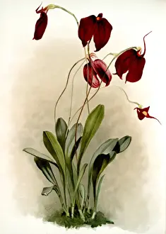 Botanical Flora Drucke: Masdevallia harryana splendens, Sander, F. (Frederick) (1847-1920), Leutzsch, Gustav