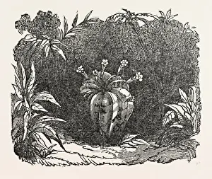 THE MELON-CACTUS, melon cactus