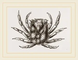 Nature Illustration Drucke: Micippa Philyra