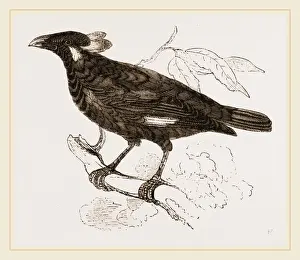 Wildlife Photography Gallery Drucke: Mino-Bird