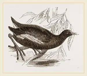 Moorhen Bird Drucke: Moorhen