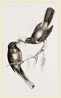 Gerahmter Druck : Narina-Trogons Gerahmter Druck : Narina-Trogons