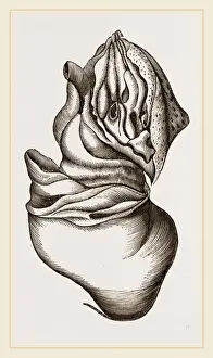 Nautilus Shell Drucke: Nautilus from Rhumphius