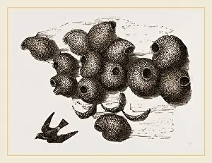 Natural History Museum Collection Drucke: Ness of the Chit-Swallow