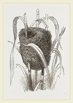 Nature Photography Collection Drucke: Nest attributed to Reed-Bunting