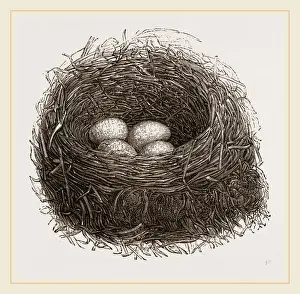 Wildlife Nesting Sites Drucke: Nest of Blackbird