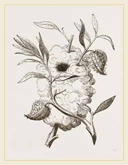 Nest of Capocier