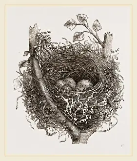 Wildlife Nesting Sites Drucke: Nest of Mistle Thrush