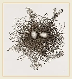 Bird Nest Photography Drucke: Nest of Turtle Dove