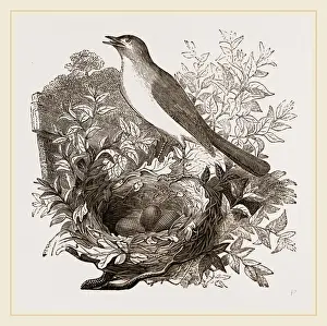 Nightingale Bird Drucke: Nightingale