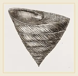 Nature Photography Gallery Drucke: Obelisk Trochus