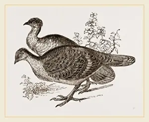 Rare Bird Species Australia Drucke: Ocellated Leipoa