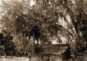United States Agriculture Drucke: The Orange pickers, Ormond, Agricultural laborers, Orange orchards, Harvesting, Thatched