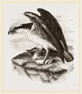 Marine Bird Conservation Drucke: Osprey