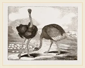 Ostriches