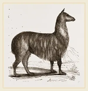 Natural History Museum Exhibits Drucke: Paco