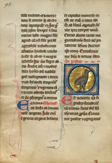 Gold Leaf Illumination Drucke: A Partridge