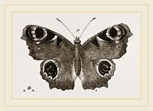 Wildlife Photography Gallery Drucke: Peacock-Butterfly
