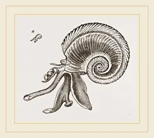 Natural History Museum Exhibits Drucke: Perons Atlanta